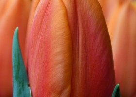 Tulipa Solar Power (3)